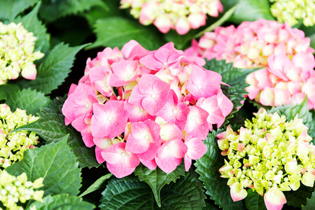 Pink Hydrangea flower (Hydrangea macrophylla) in a garden.の写真素材