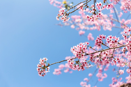 Wild Himalayan Cherry flower (Prunus cerasoides),Giant tiger flower in Thailand, selective focusの写真素材