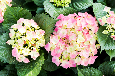 Pink Hydrangea flower (Hydrangea macrophylla) in a garden.の写真素材