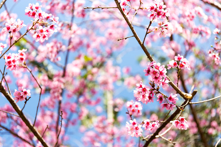 Wild Himalayan Cherry flower (Prunus cerasoides),Giant tiger flower in Thailand, selective focusの写真素材