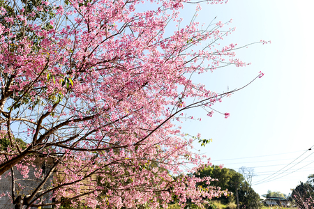 Wild Himalayan Cherry flower (Prunus cerasoides),Giant tiger flower in Thailand, selective focusの写真素材