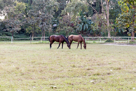Horse in the gardenの写真素材