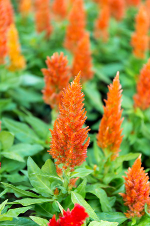 Close up side view Celosia argentea flower in gardenの写真素材