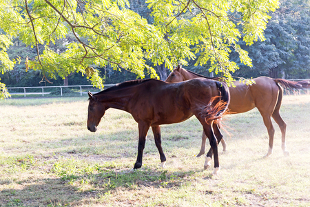 Horse in the gardenの写真素材