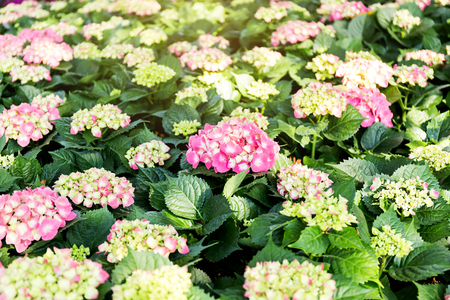 Pink Hydrangea flower (Hydrangea macrophylla) in a garden.の写真素材