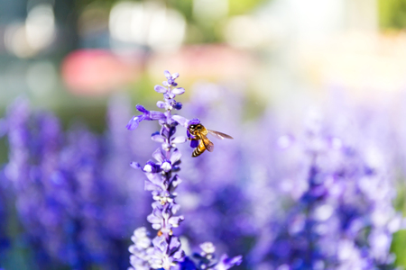 Blue salvia with bee lit by sunlight. Blue salvia in the garden