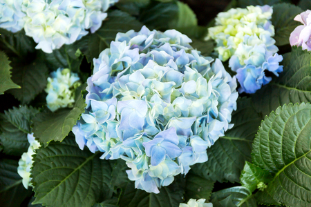 Blue Hydrangea flower (Hydrangea macrophylla) in a garden.の写真素材