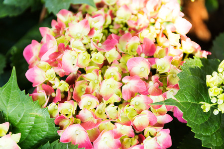 Pink Hydrangea flower (Hydrangea macrophylla) in a garden.の写真素材
