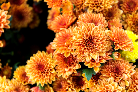 Beautiful of Orange Garden Dahlia flowerの写真素材
