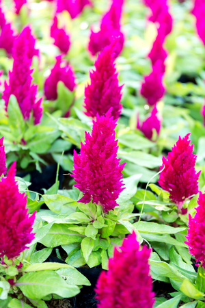 Close up side view Celosia argentea flower in gardenの写真素材