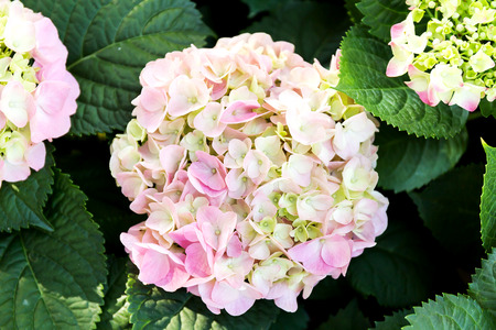 Pink Hydrangea flower (Hydrangea macrophylla) in a garden.の写真素材