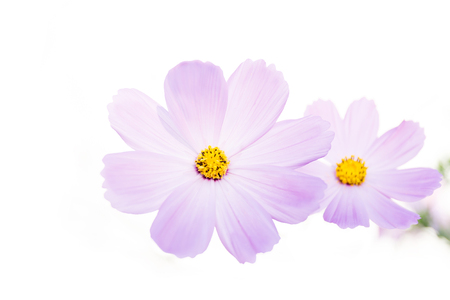 Pink cosmos flower isolated on white background.の写真素材