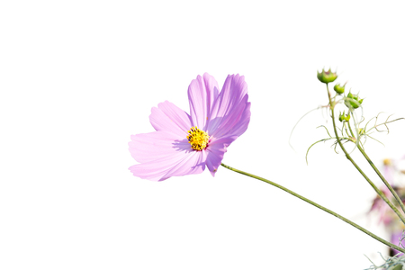 Pink cosmos flower isolated on white background.の写真素材