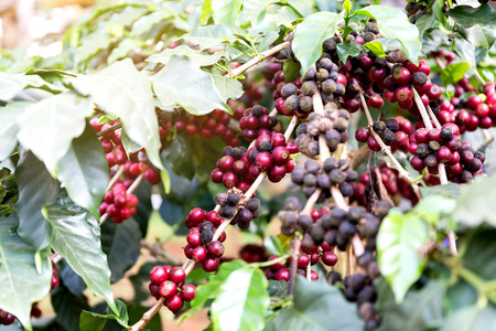 Coffee beans on tree, Thailandの写真素材