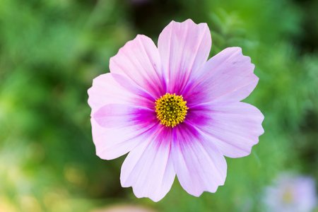 cosmos flowers in the gardenの写真素材