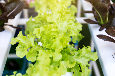 Oganic Green Cos Salad healthy vegetable is considered by many to be the best lettuce that you can grow or eat.の写真素材
