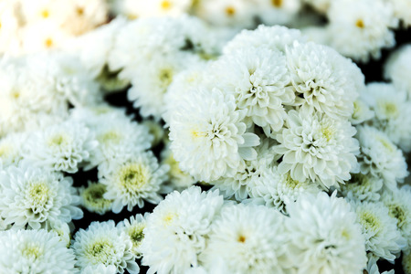 Beautiful of White Garden Dahlia flowerの写真素材