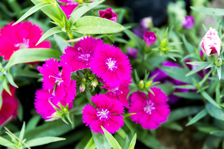 Dianthus flower (Dianthus chinensis) blooming in gardenの写真素材