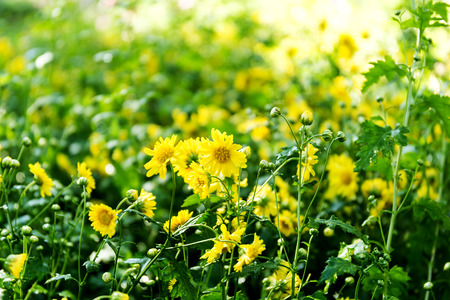 Chrysanthemum flowers in the gardenの写真素材