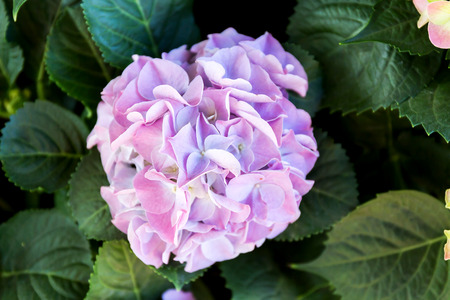 Pink Hydrangea flower (Hydrangea macrophylla) in a garden.の写真素材