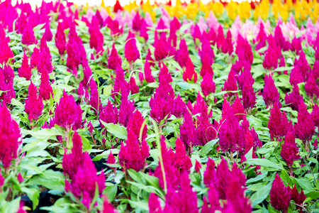 Close up side view Celosia argentea flower in gardenの写真素材