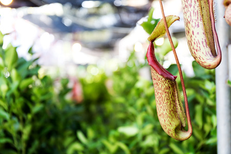 Nepenthes, Tropical pitcher plants and monkey cupsの写真素材