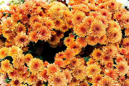 Beautiful of Orange Garden Dahlia flowerの写真素材