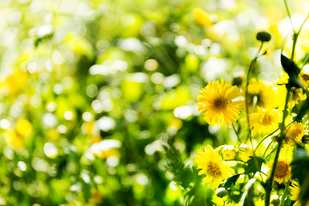 Chrysanthemum flowers in the gardenの写真素材