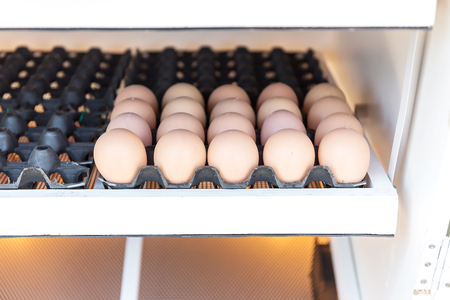 hatched eggs of chickenの写真素材