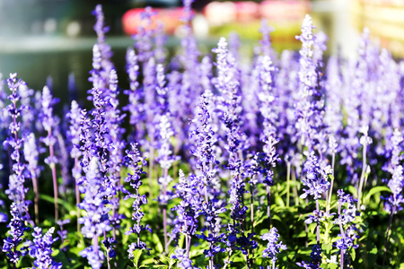 Blue salvia (Blue sage) Beautiful flowersの写真素材