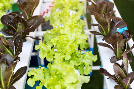 Oganic Green Cos Salad healthy vegetable is considered by many to be the best lettuce that you can grow or eat.の写真素材