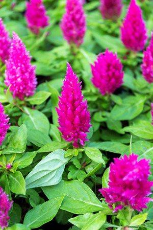 Close up side view Celosia argentea flower in gardenの写真素材
