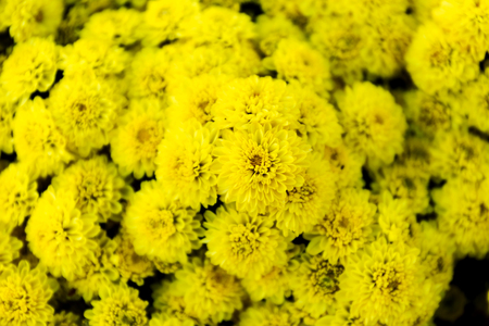Beautiful of yellow Garden Dahlia flowerの写真素材