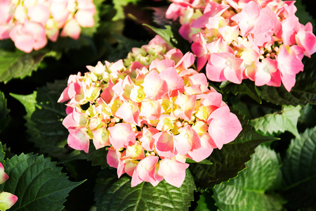 Pink Hydrangea flower (Hydrangea macrophylla) in a garden.の写真素材