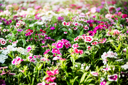 Dianthus flower (Dianthus chinensis) blooming in gardenの写真素材
