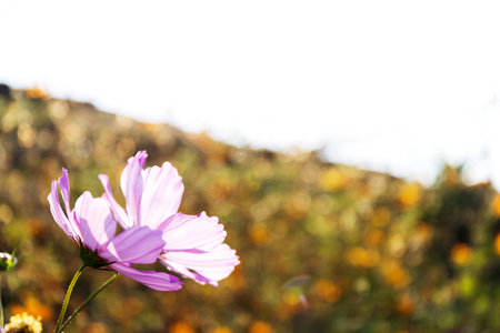 cosmos flowers in the gardenの写真素材