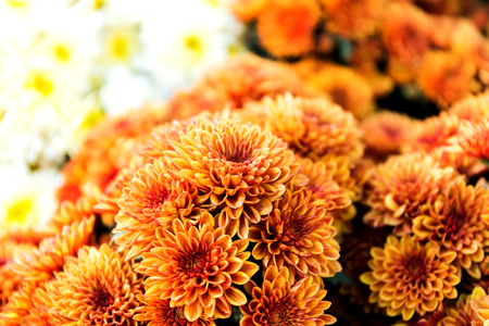 Beautiful of Orange Garden Dahlia flowerの写真素材