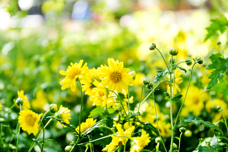 Chrysanthemum flowers in the gardenの写真素材