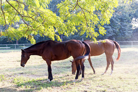 Horse in the gardenの写真素材