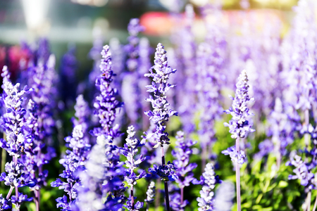 Blue salvia (Blue sage) Beautiful flowersの写真素材