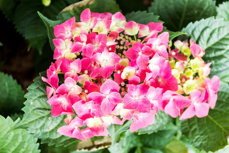 Pink Hydrangea flower (Hydrangea macrophylla) in a garden.の写真素材
