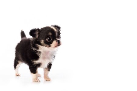 Chihuahua puppy, 45 days old, isolated on white white background.の写真素材
