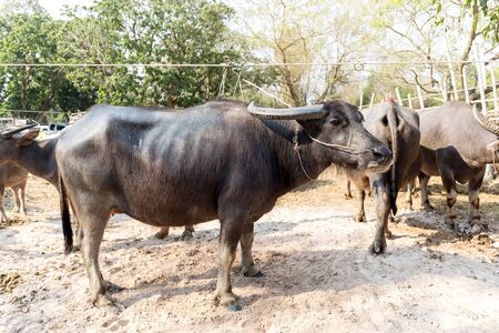 Thai buffalo, common buffalo in farmの写真素材