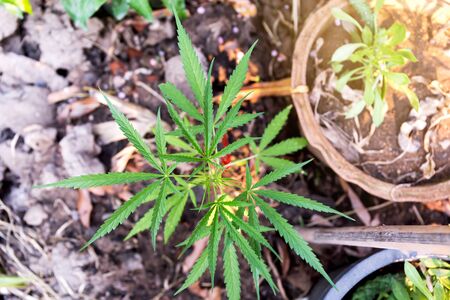 Close up view of a young outdoor flowering legal medical marijuanaの写真素材