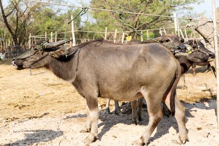 Thai buffalo, common buffalo in farmの写真素材