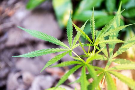 Close up view of a young outdoor flowering legal medical marijuanaの写真素材