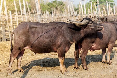 Thai buffalo, common buffalo in farmの写真素材