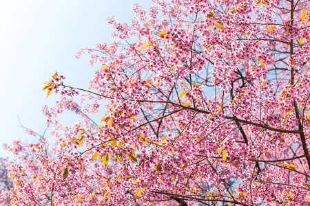 Blossom of Wild Himalayan Cherry (Prunus cerasoides) or Giant tiger flower.