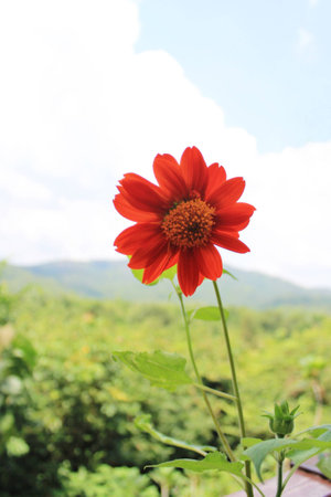 like a SUN flowerの写真素材