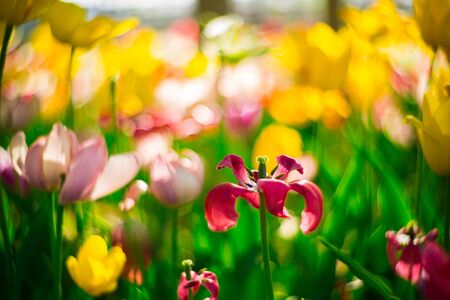  tulips